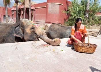 La elefanta Petita de Terra Natura Benidorm celebra su 52º cumpleaños acompañada por más de 4.000 personas