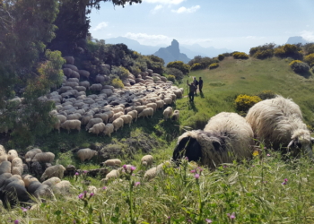 ‘Ovejas bombero’ para prevenir incendios