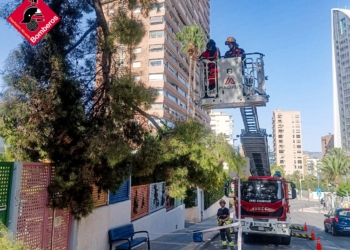 La sequía y la enfermedad ponen en jaque a los árboles de Benidorm