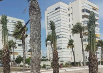 La playa de Urbanova dispone de más sombras con nuevas islas de palmeras en la arena