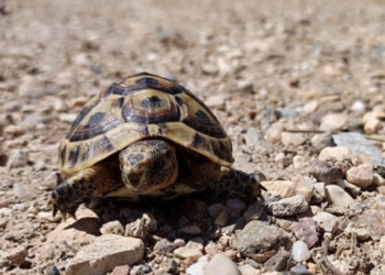 Investigadores de la UA y la UMH secuencian el genoma de la tortuga mora