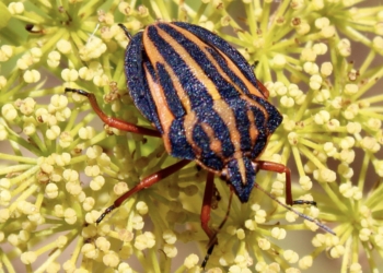 ¿Con cuántas especies compartimos la Tierra?