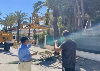 Se inicia la poda y tala de palmeras en Cabo Roig tras la caída de varios ejemplares