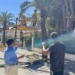 Se inicia la poda y tala de palmeras en Cabo Roig tras la caída de varios ejemplares