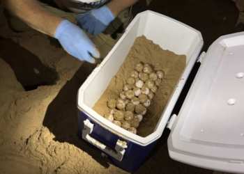 La Comunitat Valenciana lidera los registros de nidos de tortugas marinas en España