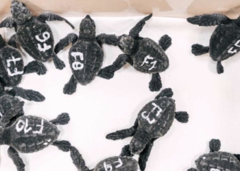 Eclosionan los huevos de la tortuga boba que desovó en verano en la playa de Poniente