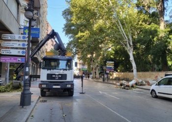 Infraestructuras retira un árbol desplomado en la Glorieta Gabriel Miro y solicita un informe para esclarecer las causas