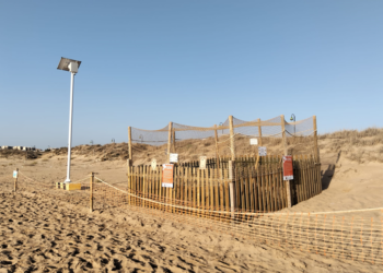 «Si ven una tortuga desovando, llamen al 112 y no la molesten»