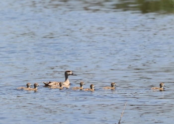 Hidraqua impulsa las infraestructuras verdes, la reutilización y la concienciación contra el avance del cambio climático