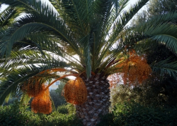 Generosas herencias tropicales