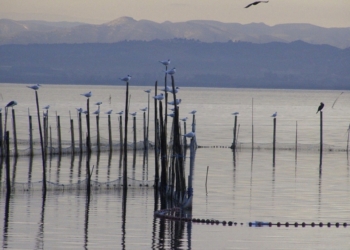 L’Albufera sigue sumando apoyos para su declaración como Reserva de la Biosfera