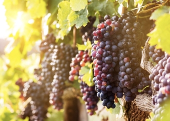 Agricultura abona 1,1 millones de euros de las ayudas para ‘cosecha en verde’ en 2024 a más de 300 viticultores