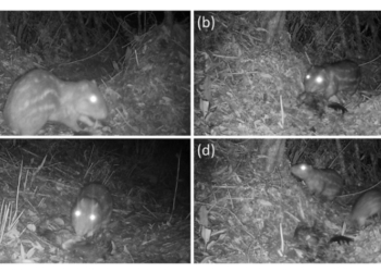 Descubren por primera vez hábitos carroñeros de un desconocido mamífero tropical