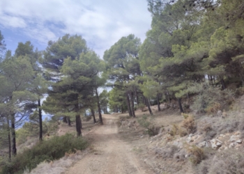Ejecutada un área cortafuegos apoyada en el Camí del Pinar de Calces