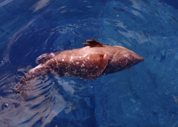 Un virus reduce drásticamente la población de meros en la reserva marina de las Islas Columbretes, en Castellón