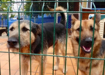 «Es el animal el que te adopta a ti» N. López