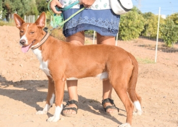 Toma de conciencia animal