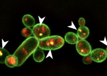 Identifican la molécula de una bacteria capaz de eliminar hongos y nemátodos en varios cultivos
