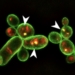 Identifican la molécula de una bacteria capaz de eliminar hongos y nemátodos en varios cultivos