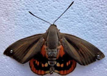 Un estudio identifica el primer insecto plaga de las palmeras capaz de resistir la congelación completa