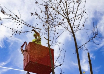 Benidorm inicia la poda de arbolado en toda la ciudad para evitar problemas de seguridad y lograr un crecimiento correcto de los ejemplares