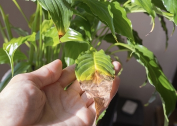 Desvelan el papel clave del pH para activar mecanismos de resistencia de las plantas a la falta de nutrientes