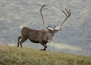 Los finlandeses tienen una unidad de medida basada en los hábitos urinarios de un reno
