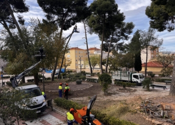 Se inician los trabajos de tala y retirada de los pinos de los jardines Alcalde Vicente Maestre