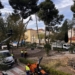 Se inician los trabajos de tala y retirada de los pinos de los jardines Alcalde Vicente Maestre