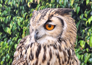 Terra Natura Benidorm incorpora dos búhos de Bengala a su demostración educativa de aves rapaces