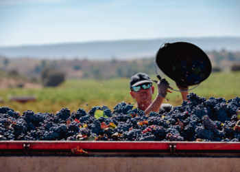 La vendimia: un momento de fiesta