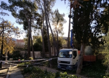 El ayuntamiento lleva a cabo una tala de urgencia cerca del Romeral