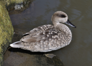 Muy serio peligro de extinción