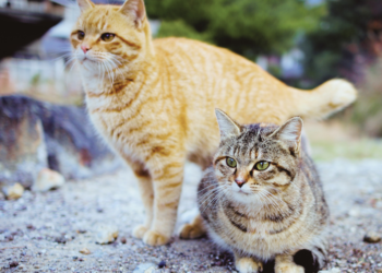 El Ayuntamiento ha esterilizado a más de 400 gatos callejeros en 2024