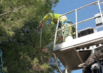 Benidorm acomete acciones preventivas para evitar la aparición de la procesionaria del pino