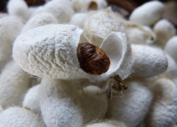 Desde la seda hasta el vino