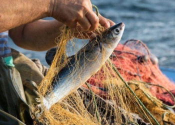Debido a las nuevas normativas y la tardanza en las ayudas, la pesca en alerta