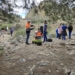 Medio Ambiente conmemora el Día del Árbol con la plantación de 250 ejemplares en la costa y en la sierra de Orihuela