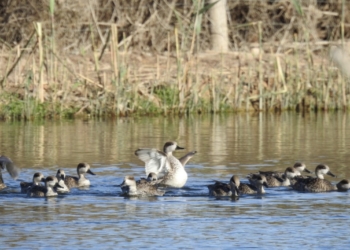 El Clot de Galvany celebra sus 20 años como Paraje Natural