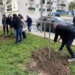 Altea celebra el Día del Árbol de la Comunidad Valenciana con una plantación en el Casco Urbano