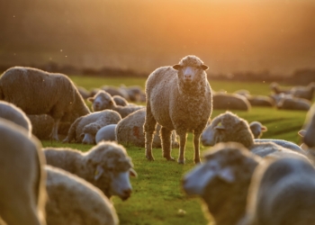 El virus de la lengua azul evade la respuesta inmune del hospedador para desencadenar la enfermedad