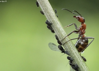 Un artículo de la UA señala que la fotografía de naturaleza mantiene un sesgo con el mundo real