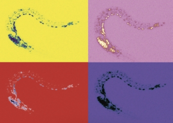 Revelado un mecanismo clave para controlar la actividad que regula la identidad neuronal