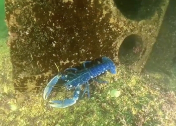 Investigadores de la UA desarrollan una técnica de restauración del bogavante europeo