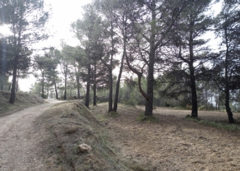 Nueva actuación de prevención de incendios en el Pinar de Calces i la zona de Altea Hills