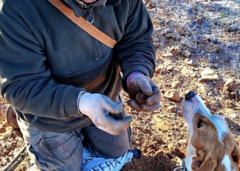 «La trufa es el cultivo más amable con el medio ambiente»