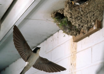 Benidorm, un destino donde aves y rascacielos conviven en armonía