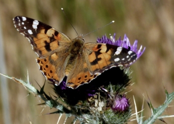 Un estudio alerta de la necesidad urgente de formar entomólogos expertos en España