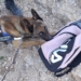El servicio canino de la Policía Local actúa para erradicar el consumo de sustancias estupefacientes junto a los institutos