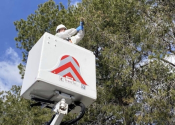 La Nucía retira más de 500 bolsas de procesionaria del Pino este invierno